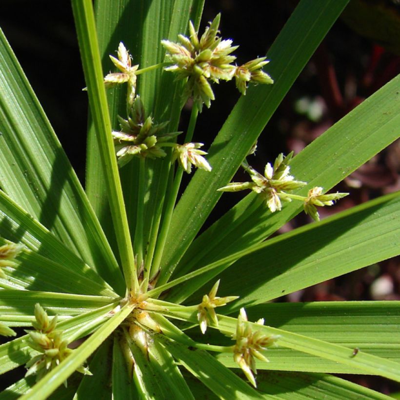 Isosädekaisla - Cyperus involucratus (Kukinta)