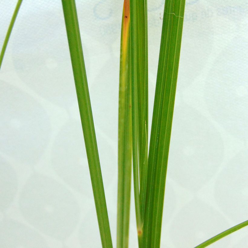Sukkulasädekaisla - Cyperus longus (Lehvistö)