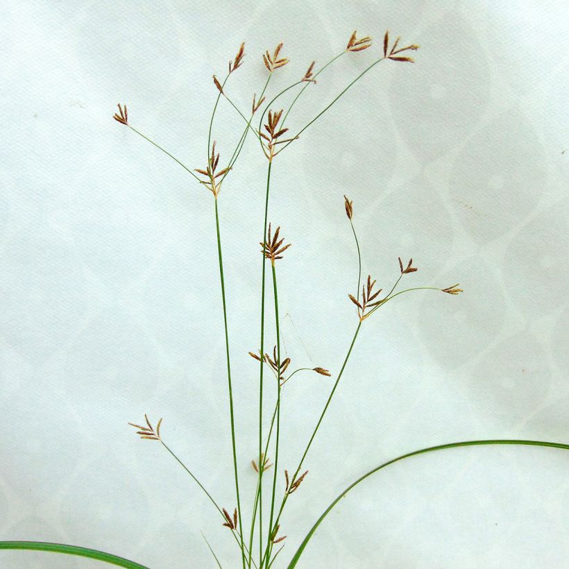 Sukkulasädekaisla - Cyperus longus (Kukinta)