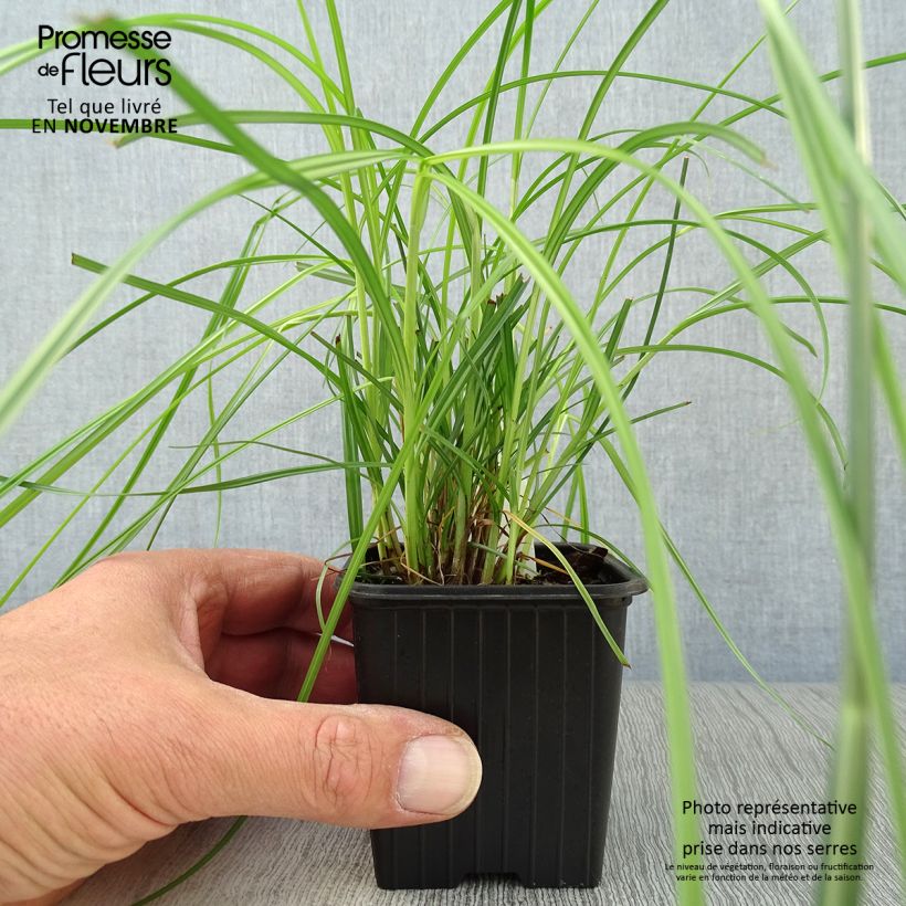 Esimerkki syksyllä toimitetusta Sukkulasädekaisla - Cyperus longus 8/9 cm taimiruukku-taimesta