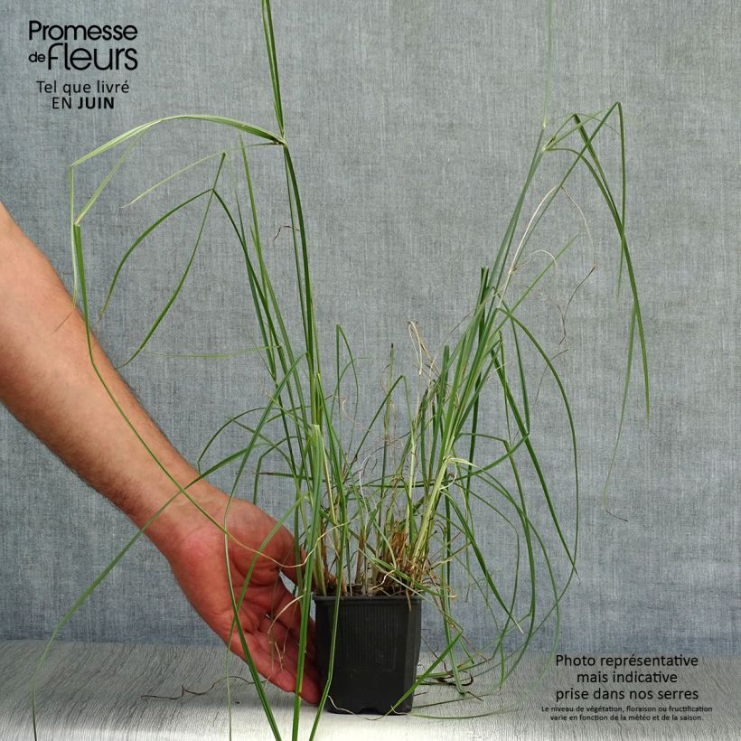 Esimerkki kesällä toimitetusta Sukkulasädekaisla - Cyperus longus Godet de 8/9 cm-taimesta