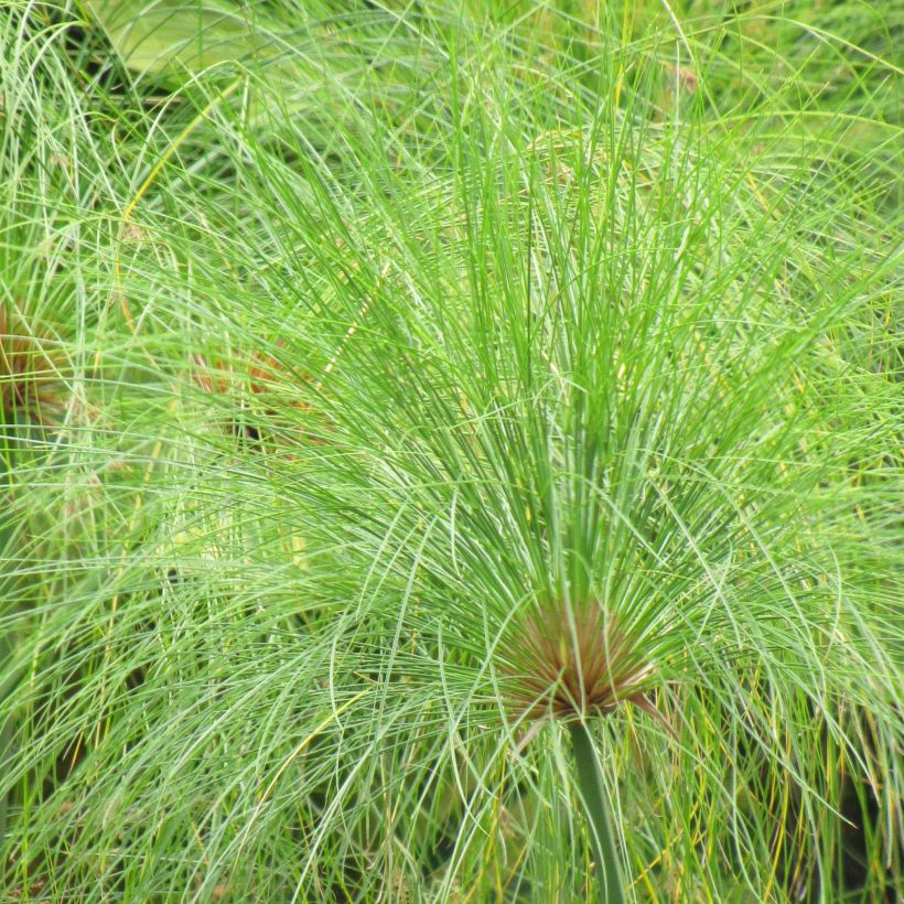 Papyruskaisla - Cyperus papyrus (Lehvistö)