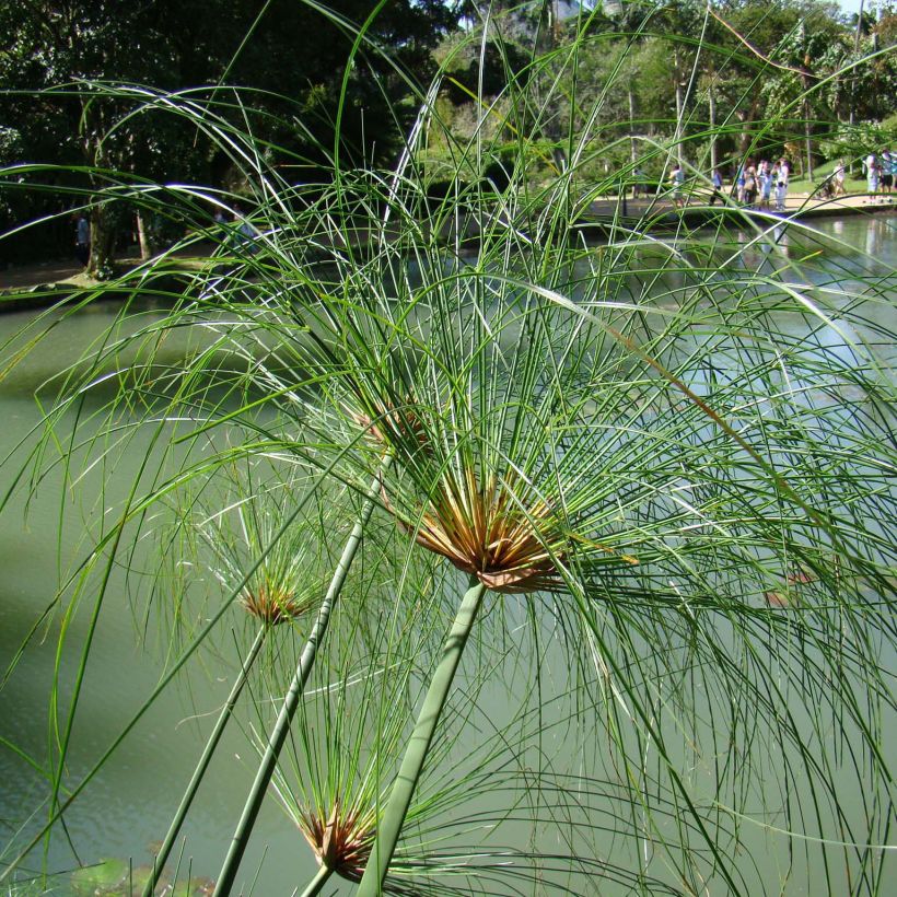 Papyruskaisla - Cyperus papyrus (Kasvutapa)