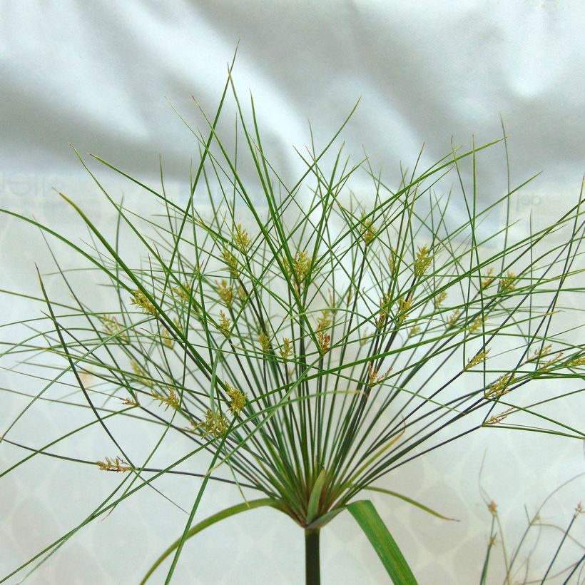 Papyruskaisla Akhenaton (Flowering)