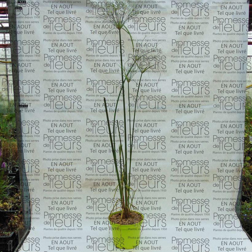 Example of Papyruskaisla Akhenaton Pot de 2L/3L as you get