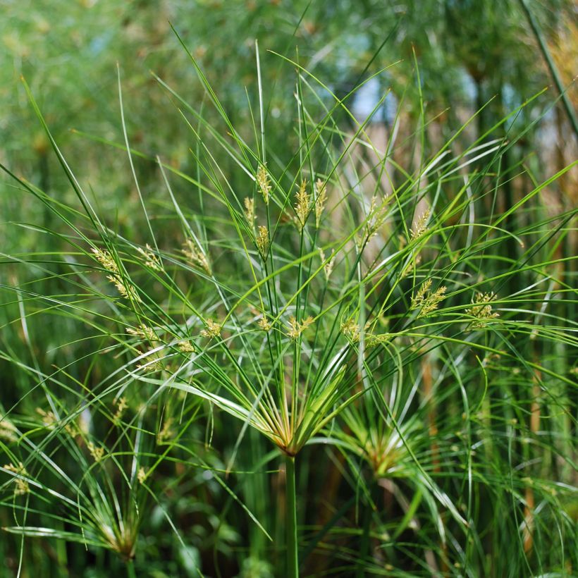 Papyruskaisla Cleopatra (Kukinta)