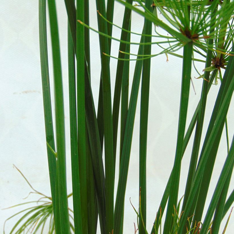 Papyruskaisla Cleopatra (Lehvistö)