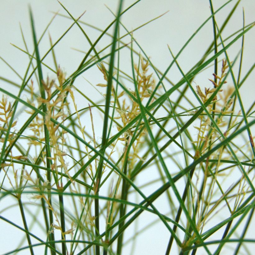 Papyruskaisla - Cyperus papyrus (Kukinta)
