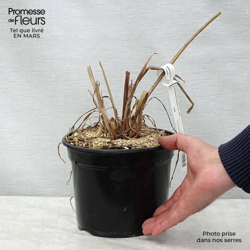 Esimerkki keväällä toimitetusta Papyruskaisla - Cyperus papyrus Ruukku 2L / 3L-taimesta