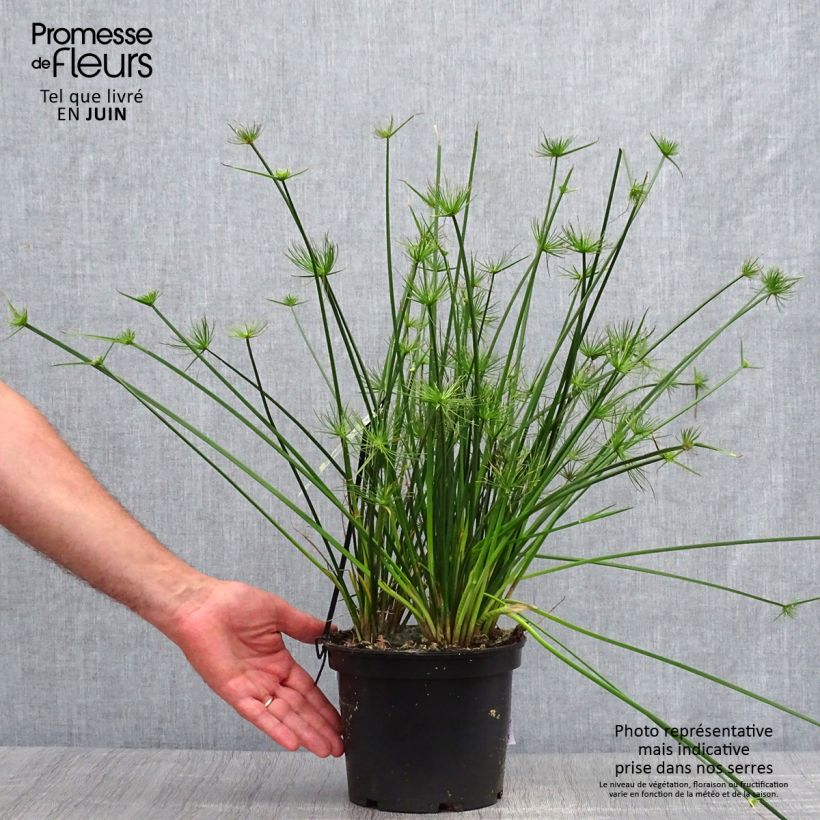 Esimerkki kesällä toimitetusta Sädekaisla - Cyperus prolifer 3 litran/4 litran ruukku-taimesta