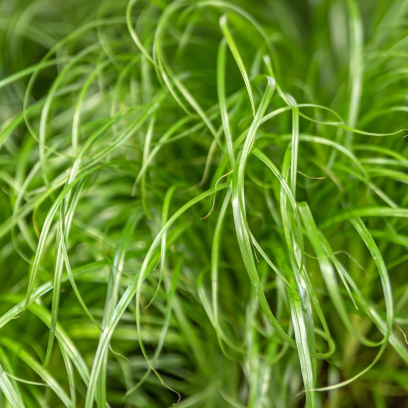 Sädekaisla (siemenet) - Cyperus alternifolius (Lehvistö)
