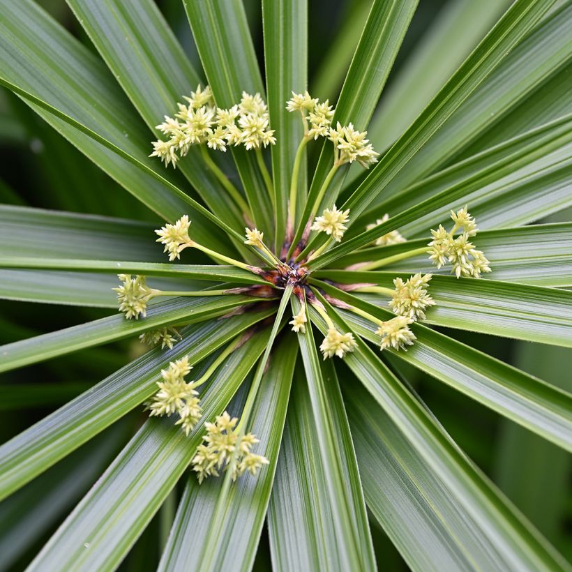 Sädekaisla (siemenet) - Cyperus alternifolius (Kukinta)