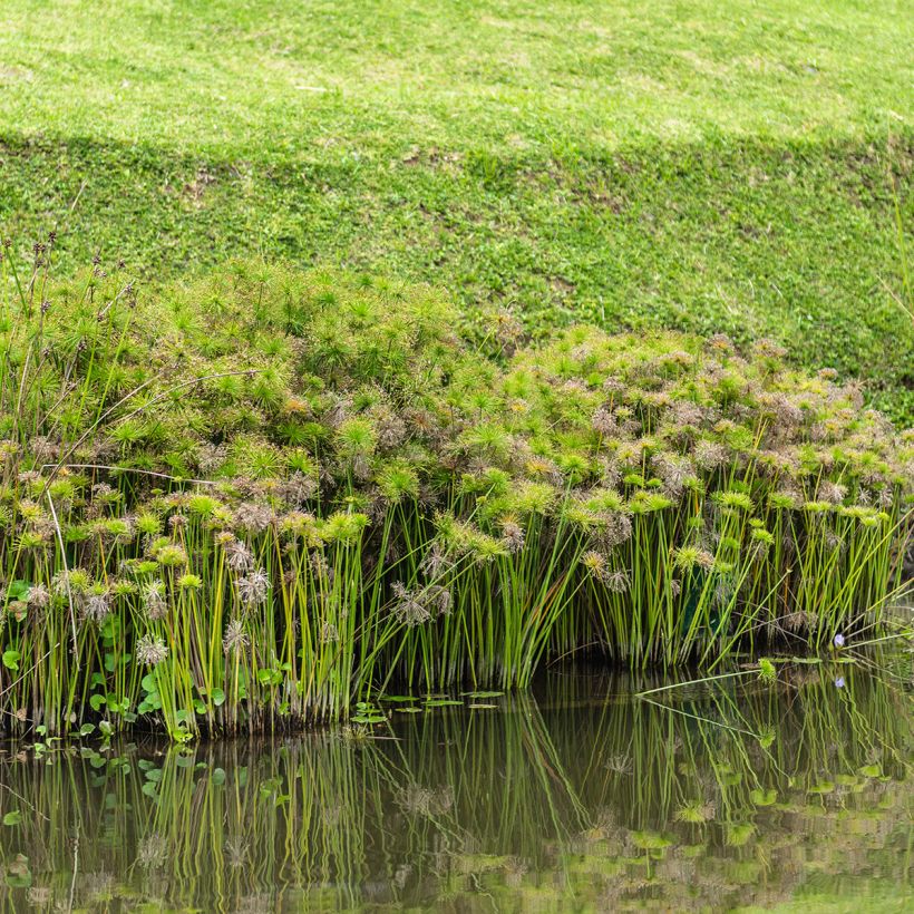 Sädekaisla (siemenet) - Cyperus alternifolius (Kasvutapa)
