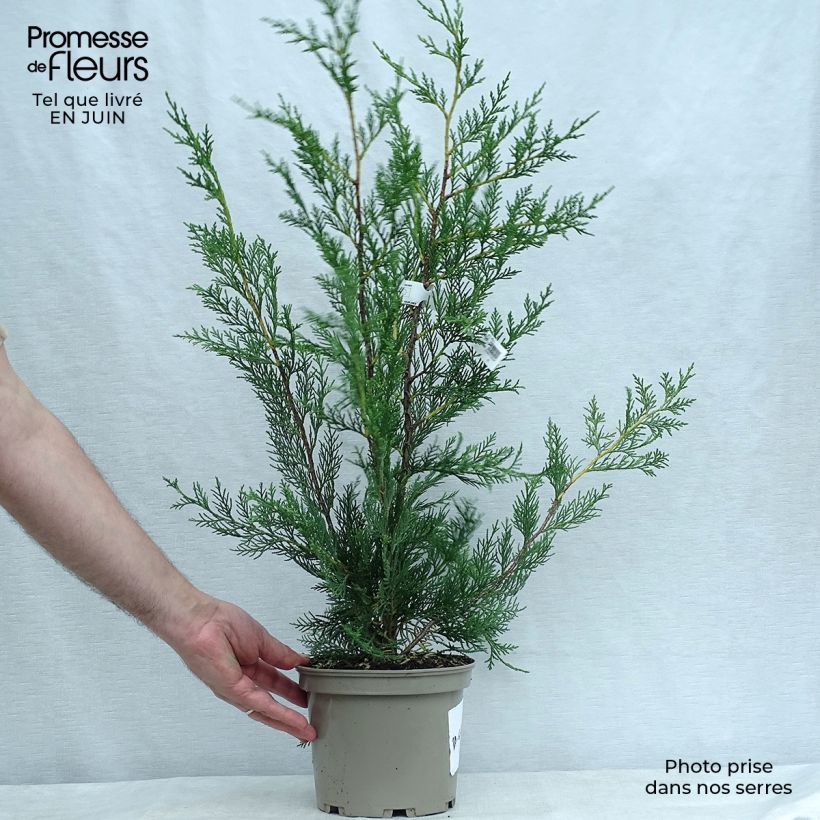 Esimerkki kesällä toimitetusta Leylandinsypressi - Cupressocyparis leylandii Ruukku 2L / 3L-taimesta