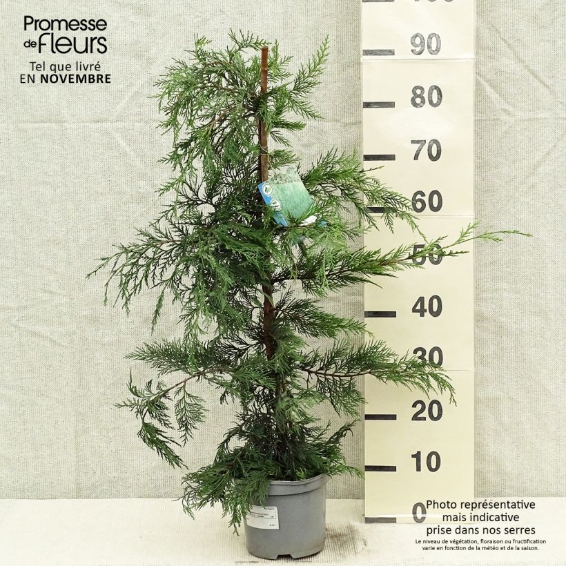 Esimerkki syksyllä toimitetusta Leylandinsypressi - Cupressocyparis leylandii 2 litran/3 litran ruukku-taimesta