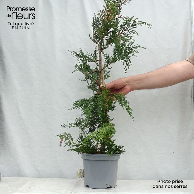 Esimerkki kesällä toimitetusta Leylandinsypressi - Cupressocyparis leylandii Ruukku 4L / 5L-taimesta
