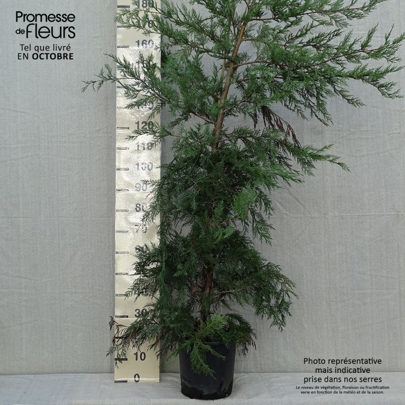 Esimerkki syksyllä toimitetusta Leylandinsypressi - Cupressocyparis leylandii 6 litran/7 litran ruukku-taimesta