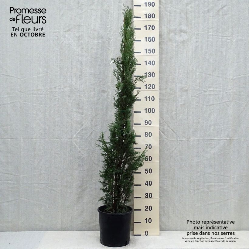 Esimerkki syksyllä toimitetusta Välimerensypressi Pyramidalis 4 litran/5 litran ruukku-taimesta