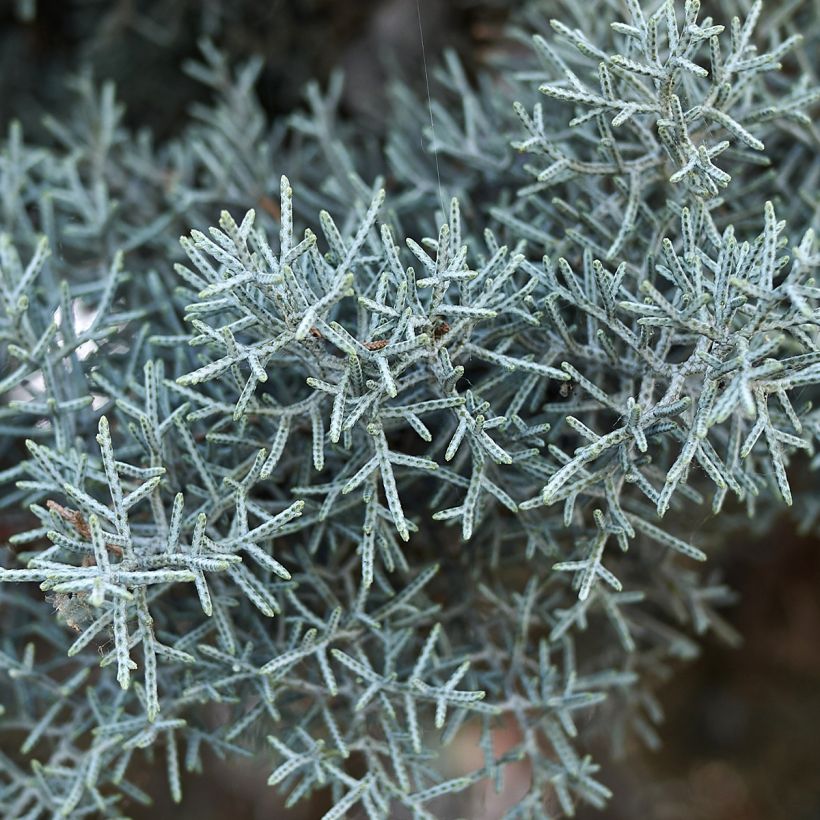Arizonansypressi Fastigiata (Lehvistö)