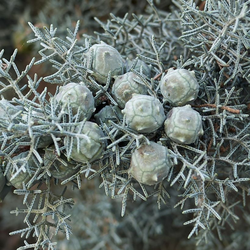 Arizonansypressi Fastigiata (Sadonkorjuu)