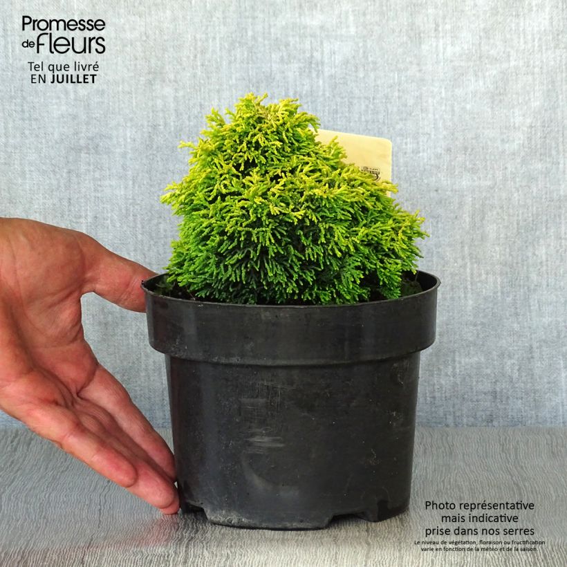 Esimerkki kesällä toimitetusta Temppelikypressi Butterball Pot de 2L/3L-taimesta