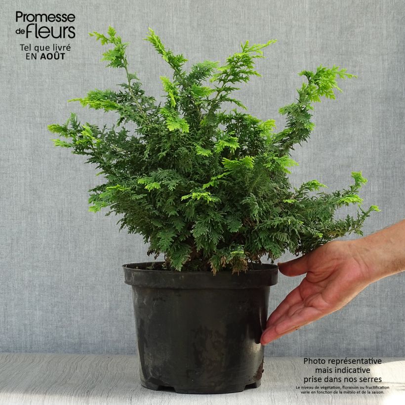 Esimerkki kesällä toimitetusta Temppelikypressi Fernspray Gold Ruukku 4L / 5L-taimesta