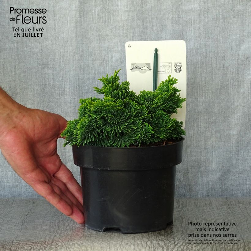Esimerkki kesällä toimitetusta Temppelikypressi Nana Aurea Pot de 2L/3L-taimesta