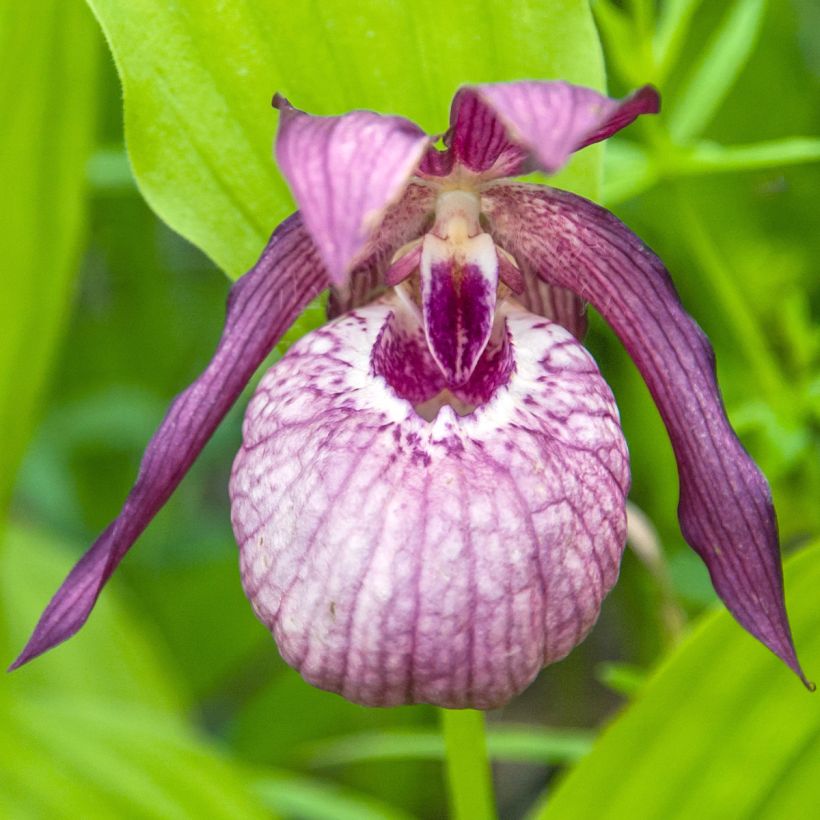 Tikankontti Pinkepank (Kukinta)