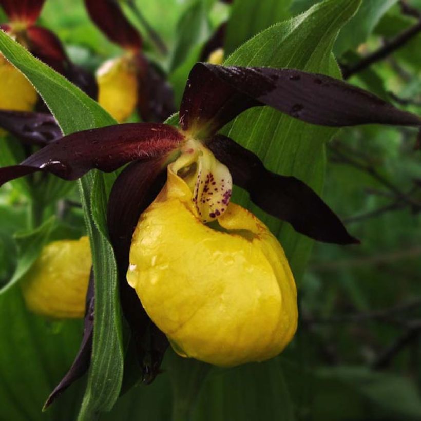 Tikankontti - Cypripedium calceolus (Kukinta)