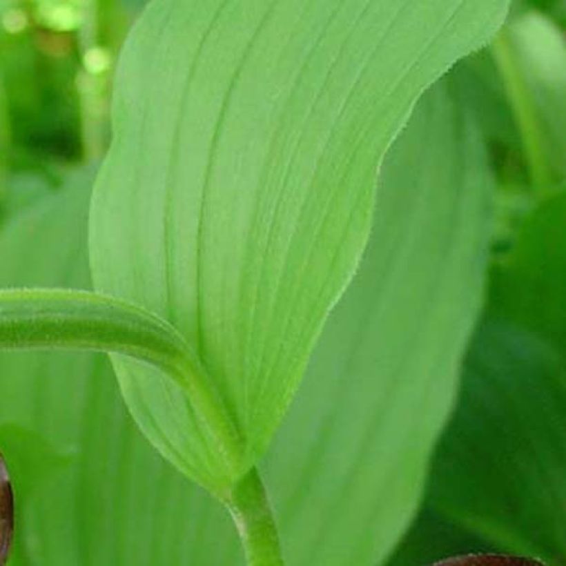 Tikankontti - Cypripedium calceolus (Lehvistö)