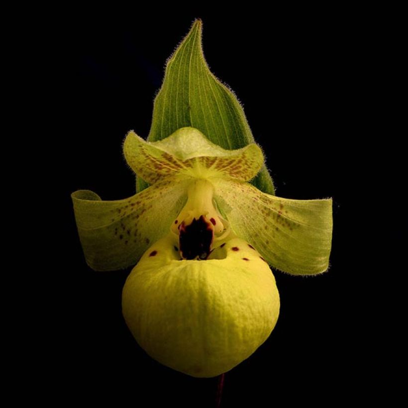 Tikankontti - Cypripedium flavum (Kukinta)