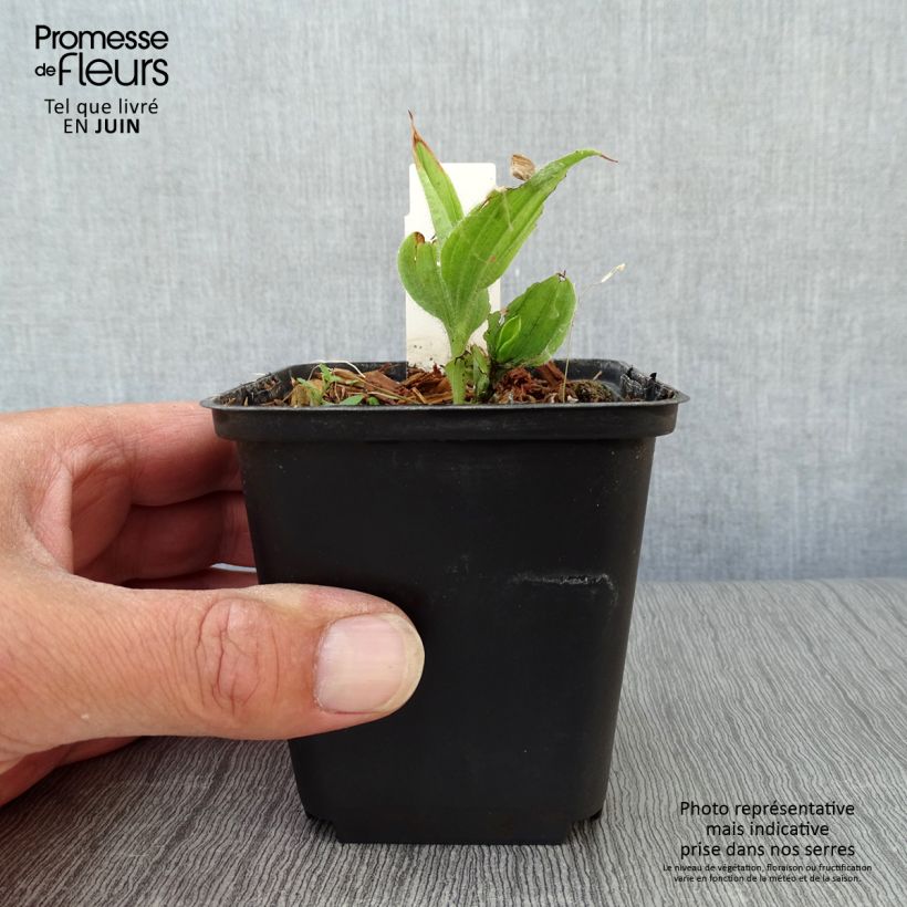 Esimerkki kesällä toimitetusta Tikankontti - Cypripedium flavum Godet de 8/9 cm-taimesta