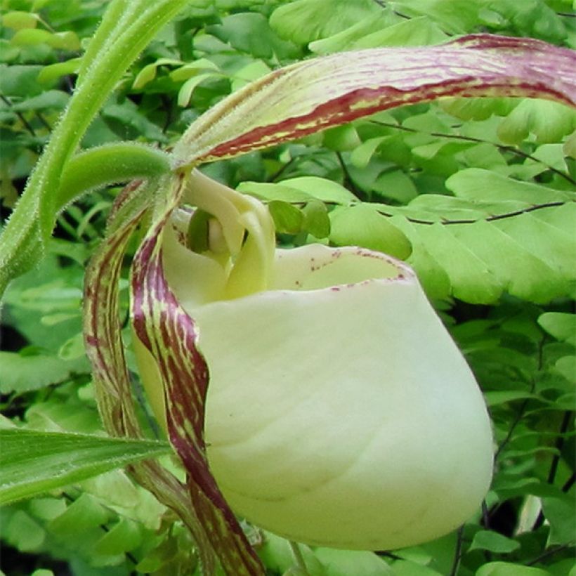 Tikankontti - Cypripedium kentuckiense (Kukinta)