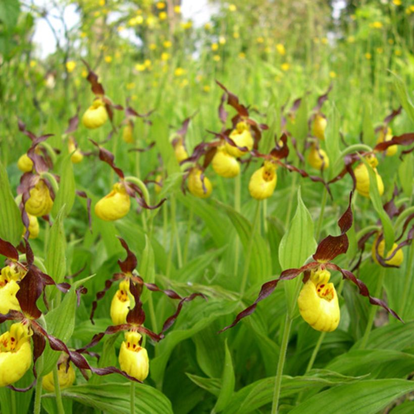 Tikankontti - Cypripedium parviflorum var. parviflorum (Kasvutapa)