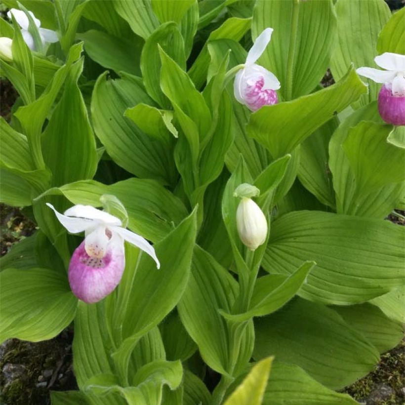 Kruunutikankontti - Cypripedium reginae (Lehvistö)