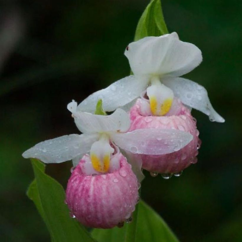 Kruunutikankontti - Cypripedium reginae (Kukinta)
