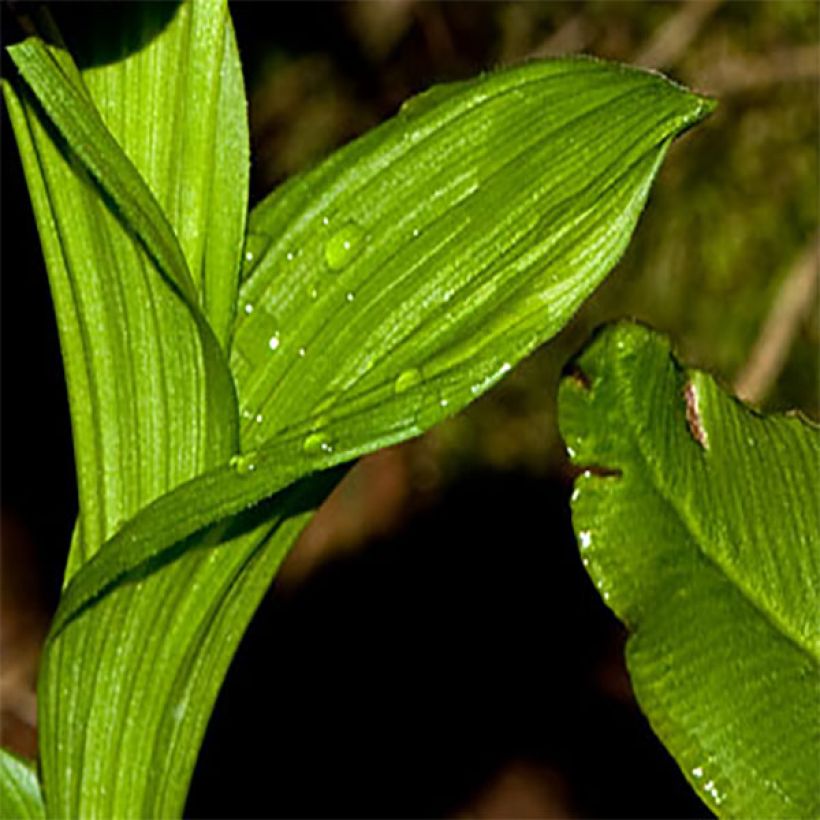 Tikankonti - Cypripedium tibeticum (Lehvistö)