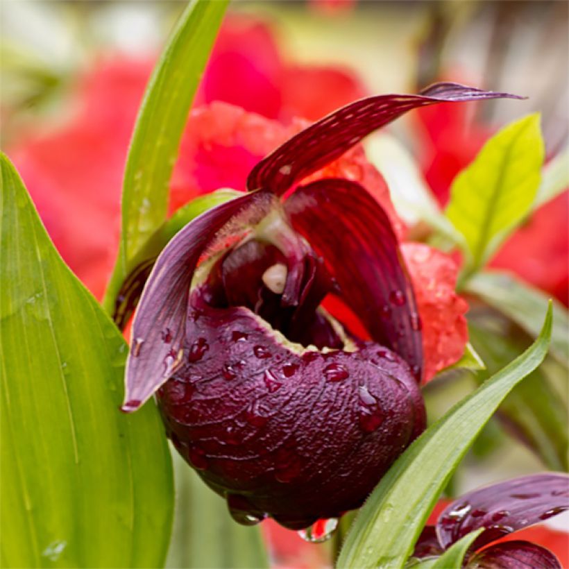 Tikankonti - Cypripedium tibeticum (Kukinta)