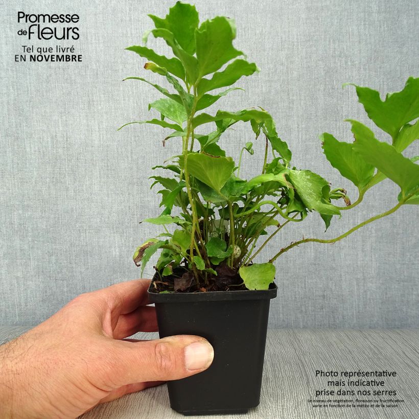 Esimerkki syksyllä toimitetusta Mahoniasaniainen - Cyrtomium falcatum 8/9 cm taimiruukku-taimesta