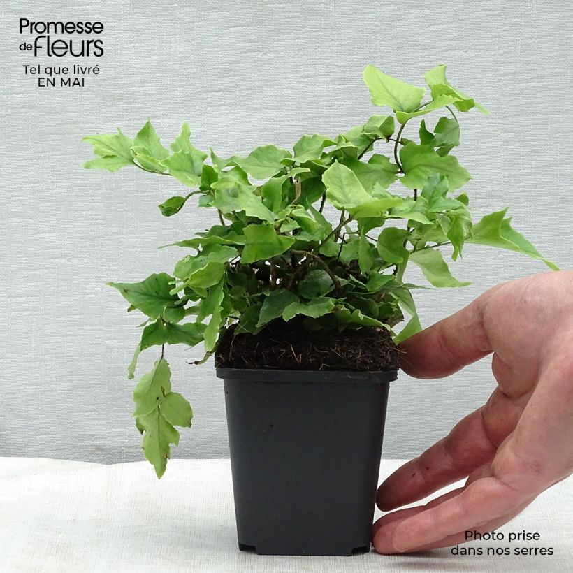 Example of Mahoniasaniaiset - Cyrtomium fortunei Godet de 8/9 cm as you get in printemps