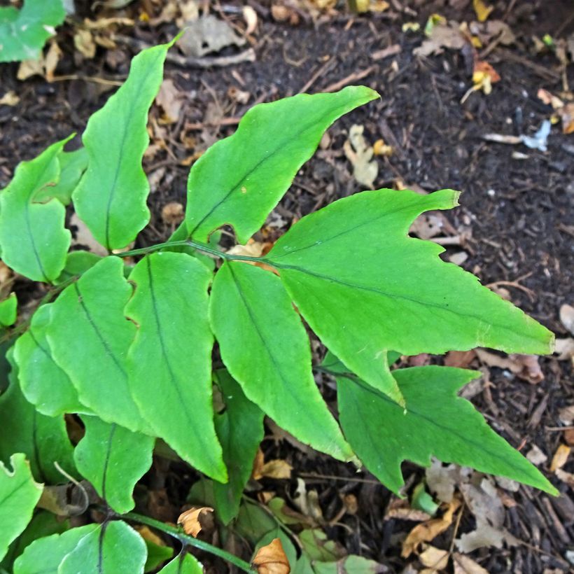 Mahoniasaniaiset - Cyrtomium fortunei (Foliage)
