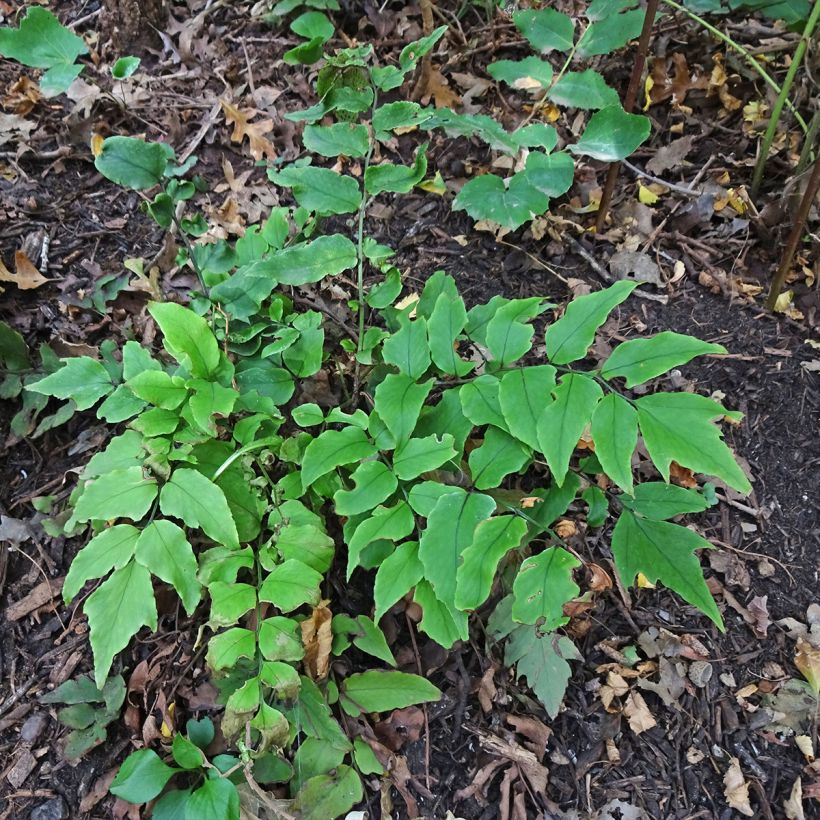 Mahoniasaniaiset - Cyrtomium fortunei (Plant habit)
