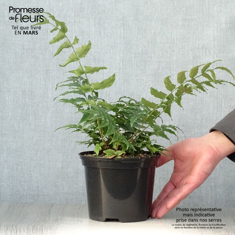 Example of Mahoniasaniaiset - Cyrtomium fortunei Pot de 2L/3L as you get in printemps