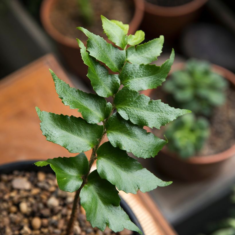 Mahoniasaniainen - Cyrtomium falcatum (Lehvistö)