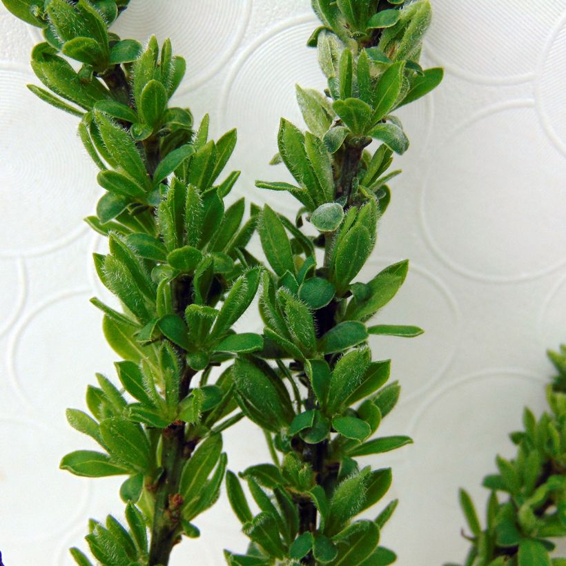 Suikerovihma - Cytisus decumbens (Lehvistö)