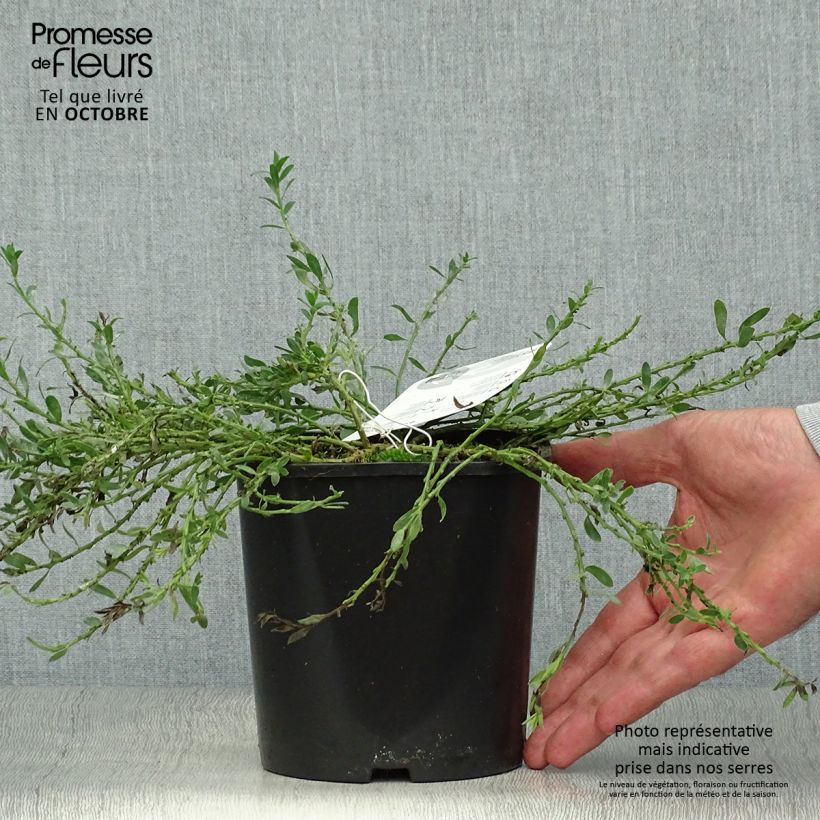 Esimerkki syksyllä toimitetusta Suikerovihma - Cytisus decumbens 2 litran/3 litran ruukku-taimesta