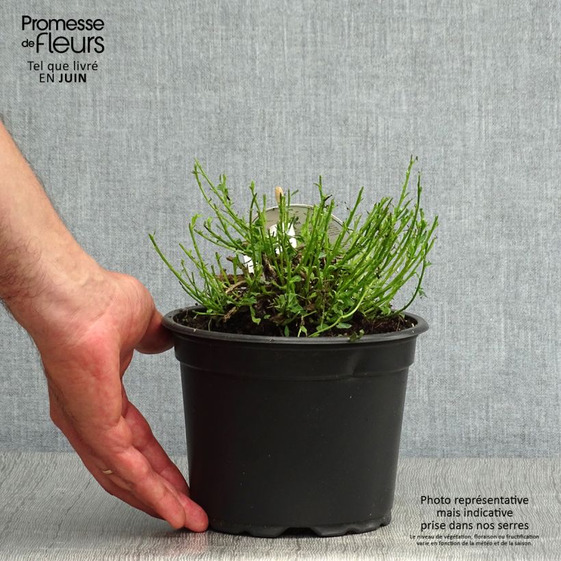 Esimerkki kesällä toimitetusta Suikerovihma - Cytisus decumbens Pot de 2L/3L-taimesta