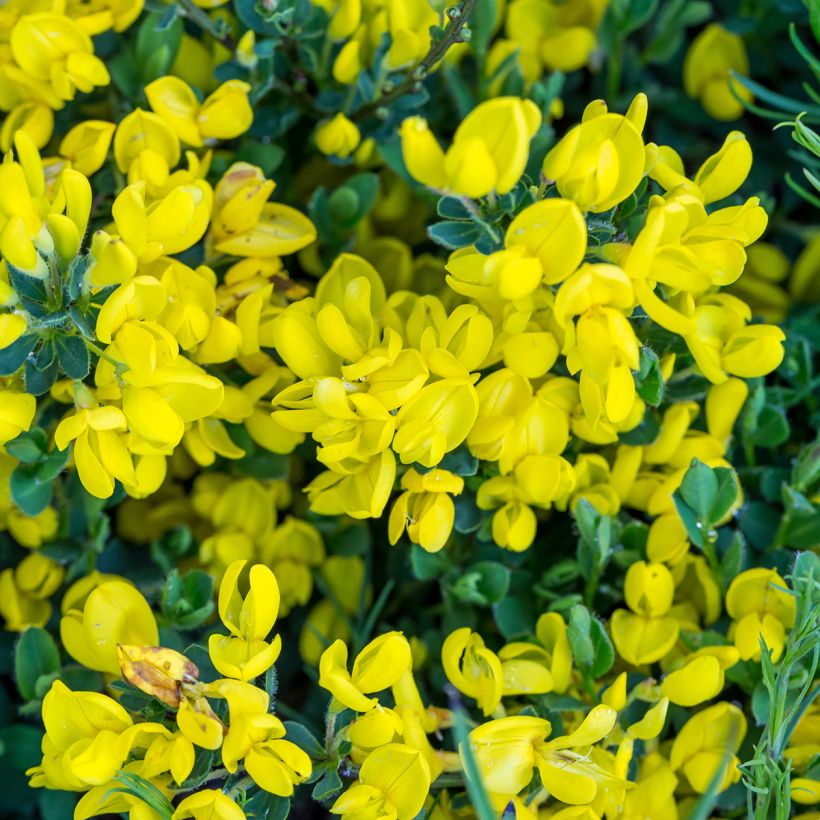Suikerovihma - Cytisus decumbens (Kukinta)