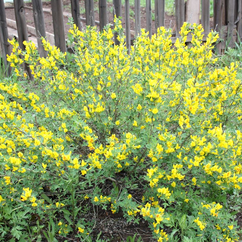 Suikerovihma - Cytisus decumbens (Kasvutapa)