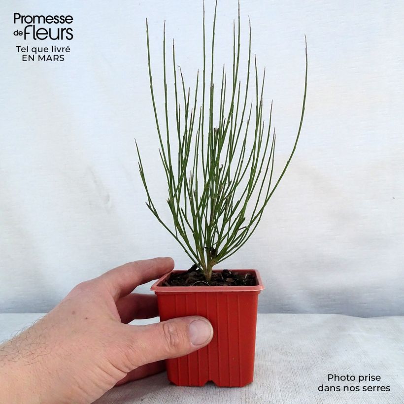 Esimerkki keväällä toimitetusta Vihma Zeelandia Taimiruukku 8/9 cm-taimesta